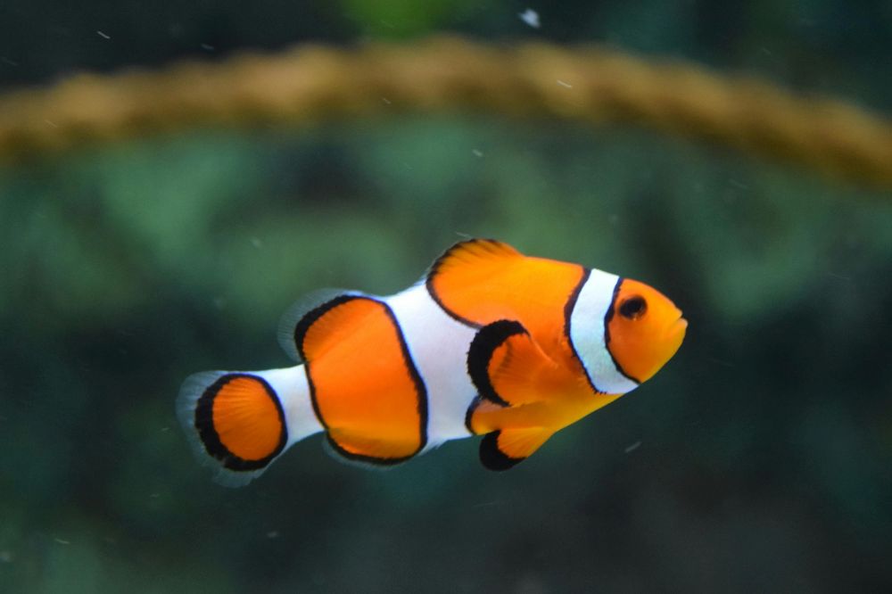Los peces recibieron las calificaciones ambientales y animales más altas, incluso más altas que los mamíferos y las aves. 